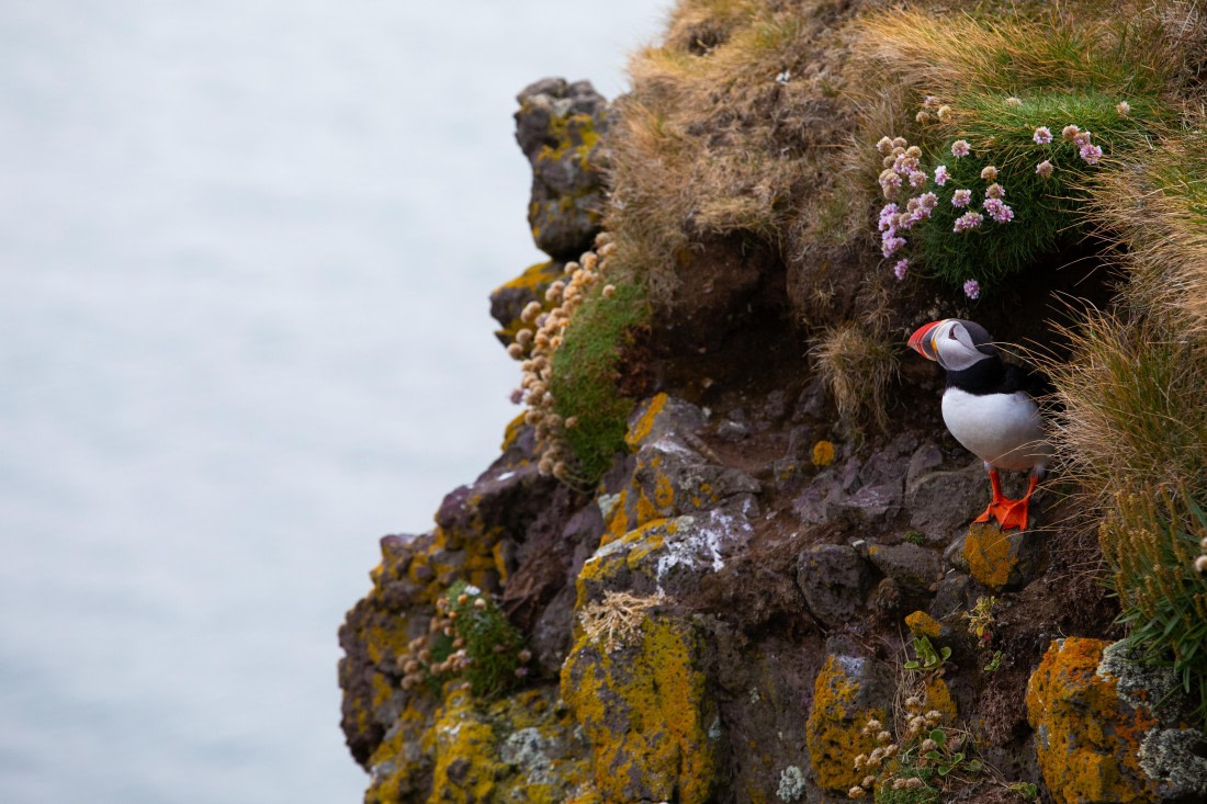 Puffin © GettyImages-1166057597.jpg