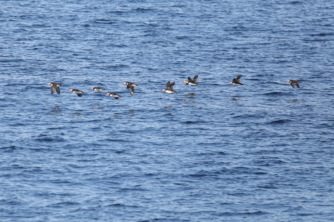 Puffins © GettyImages-2163673730.jpg