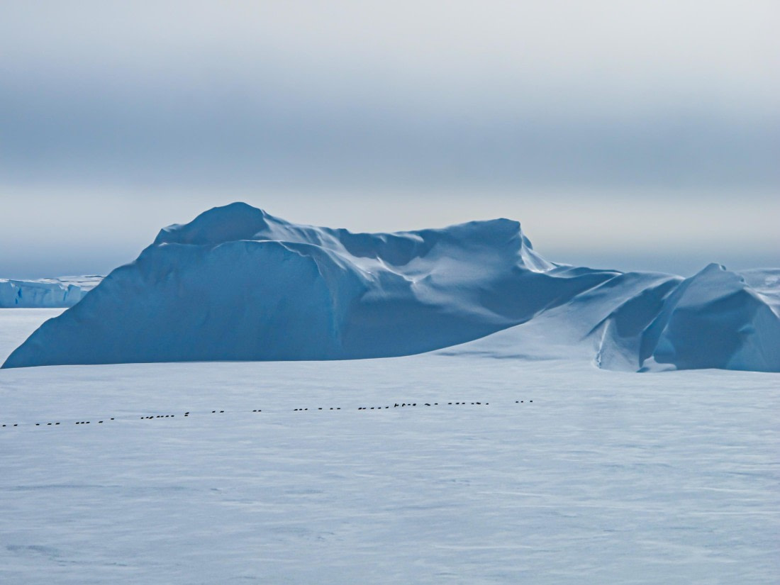 Icebergs and Penguins
