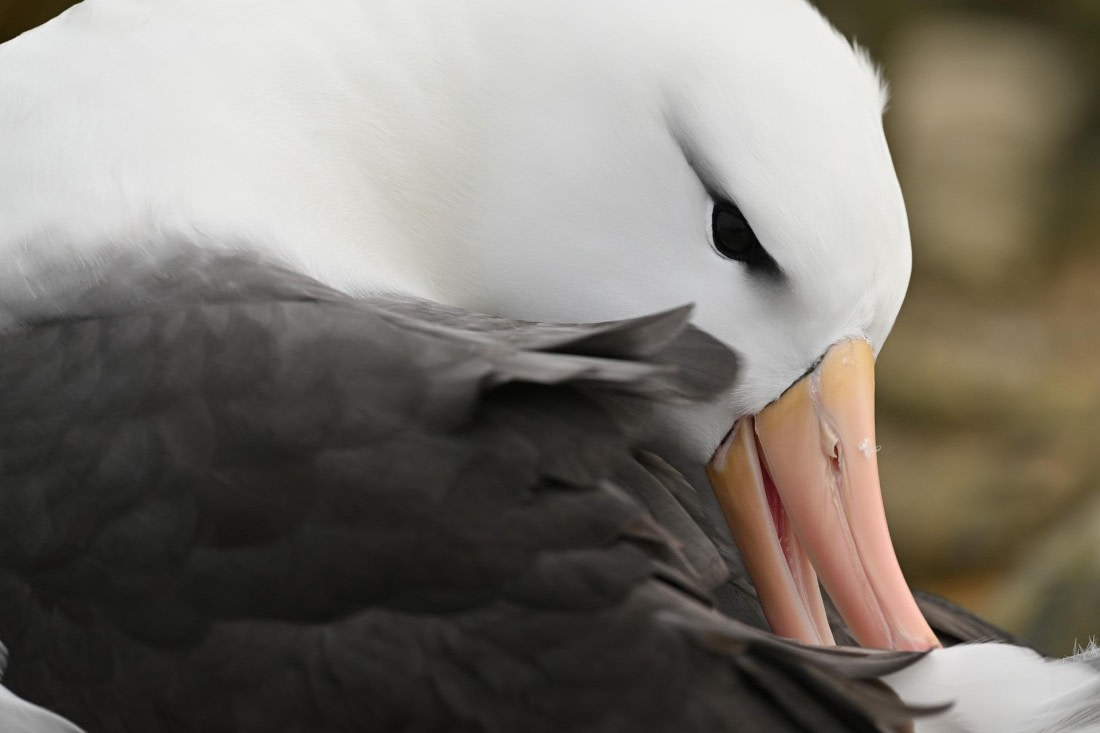 PLA20-24, Day 5, AY8_9449_20241022_6806 © Yves Adams - Oceanwide Expeditions.JPG
