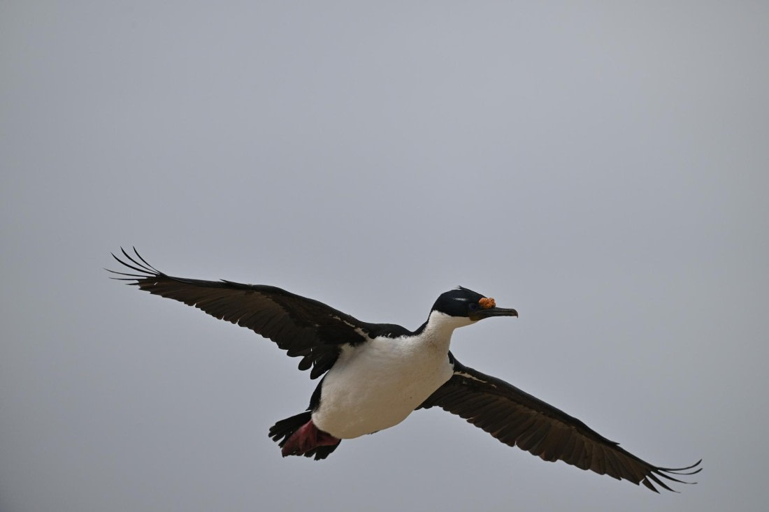 PLA20-24, Day 5, AY8_9738_20241022_6808 © Yves Adams - Oceanwide Expeditions.JPG