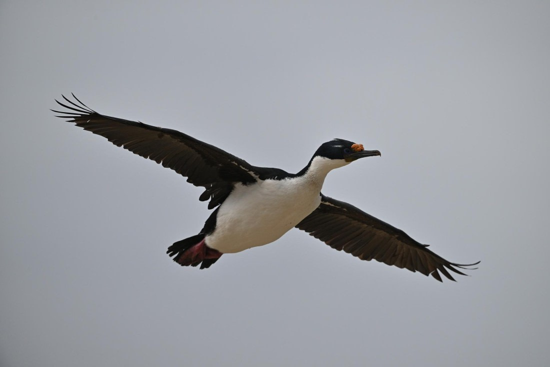 PLA20-24, Day 5, AY8_9742_20241022_6809 © Yves Adams - Oceanwide Expeditions.JPG