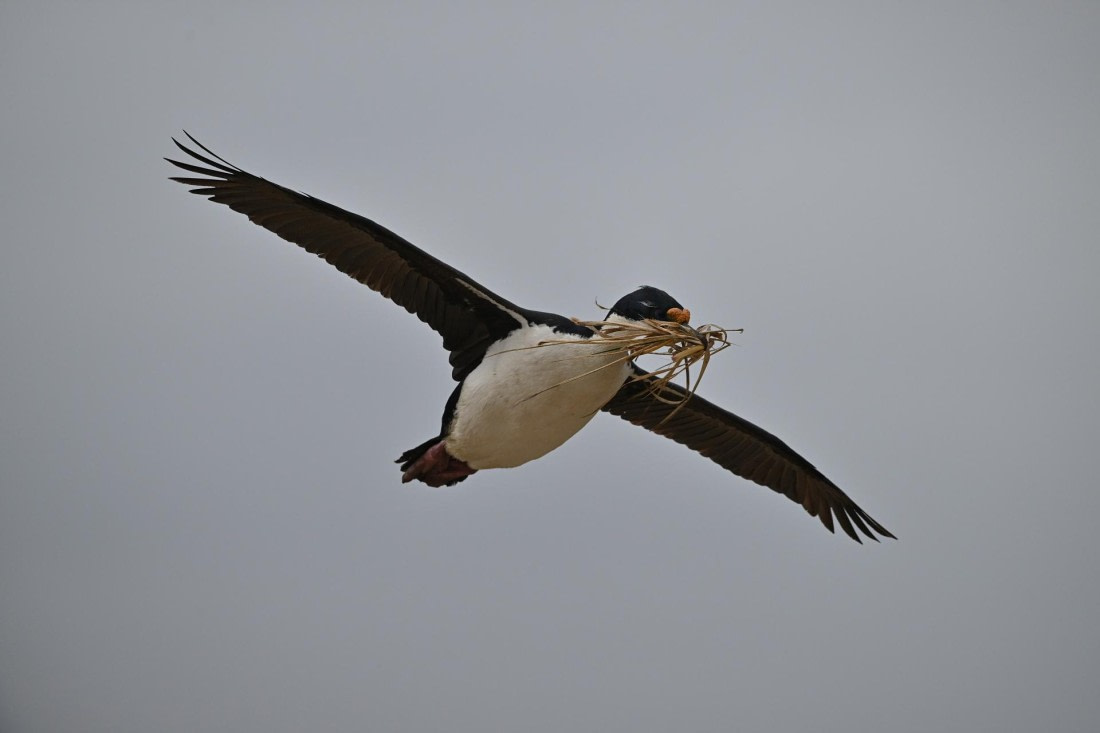 PLA20-24, Day 5, AY8_9754_20241022_6810 © Yves Adams - Oceanwide Expeditions.JPG