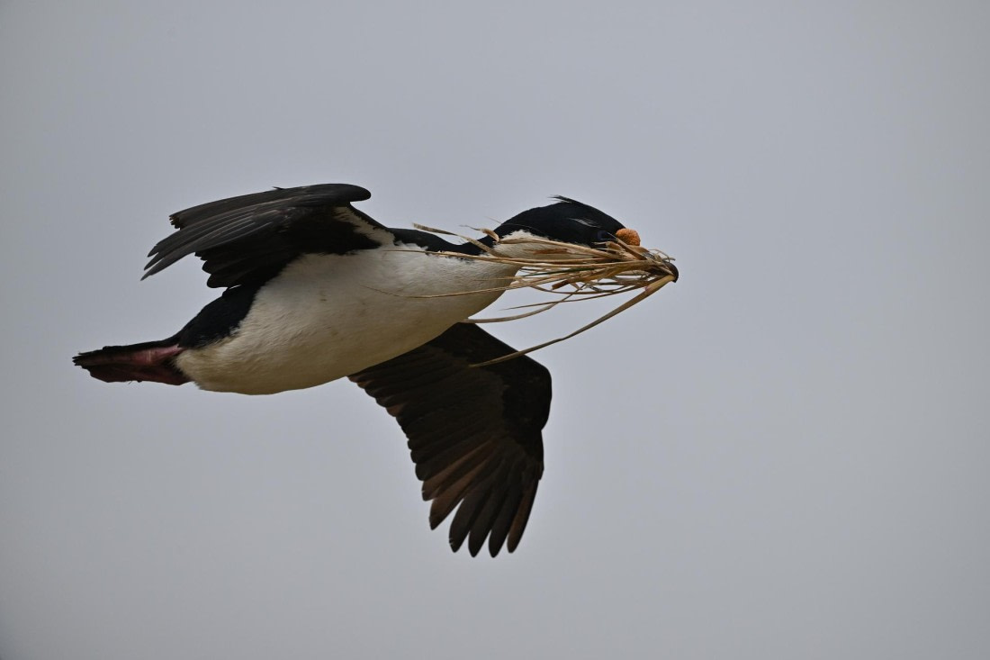 PLA20-24, Day 5, AY8_9777_20241022_6811 © Yves Adams - Oceanwide Expeditions.JPG