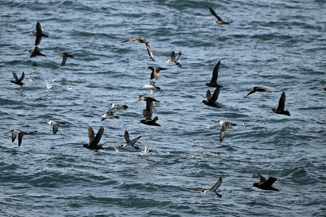 PLA20-24, Day 2, AY8_4096_069_072 © Yves Adams - Oceanwide Expeditions.JPG