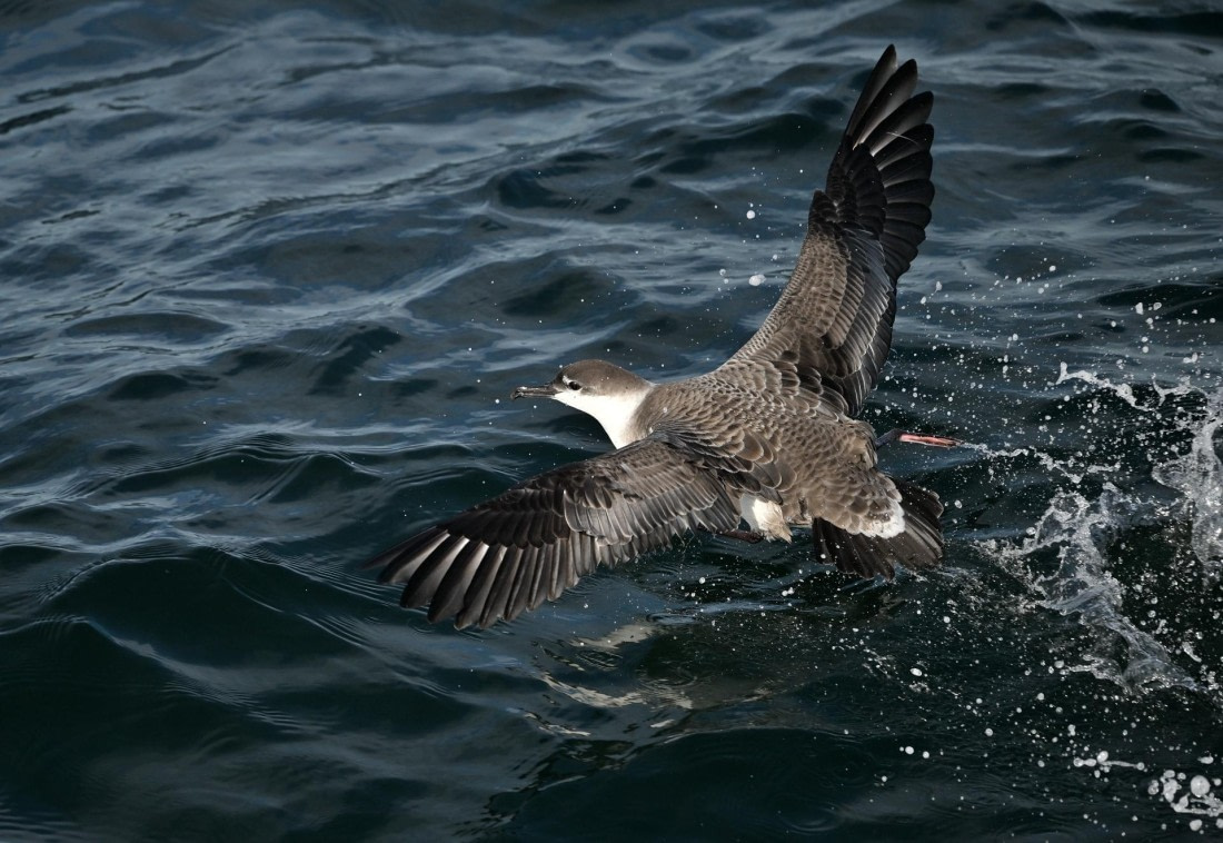 PLA20-24, Day 2, GreatShearwater_AY8_4248_070_073 © Yves Adams - Oceanwide Expeditions.JPG