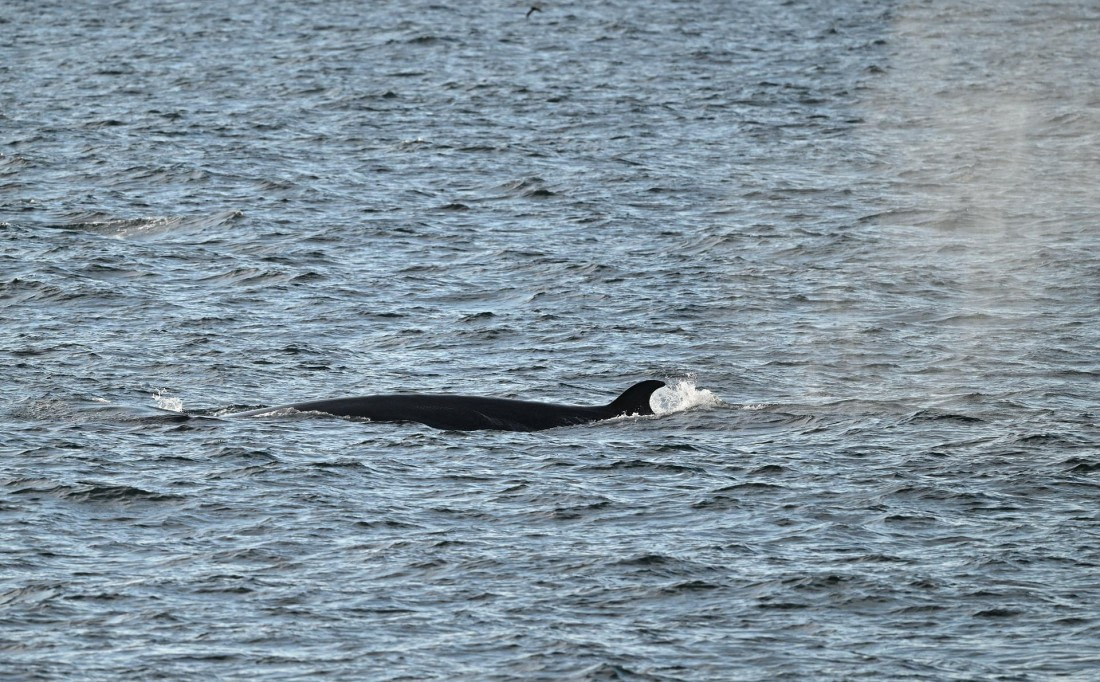 PLA20-24, Day 2, Seiwhale_AY8_3924_068_071 © Yves Adams - Oceanwide Expeditions.JPG