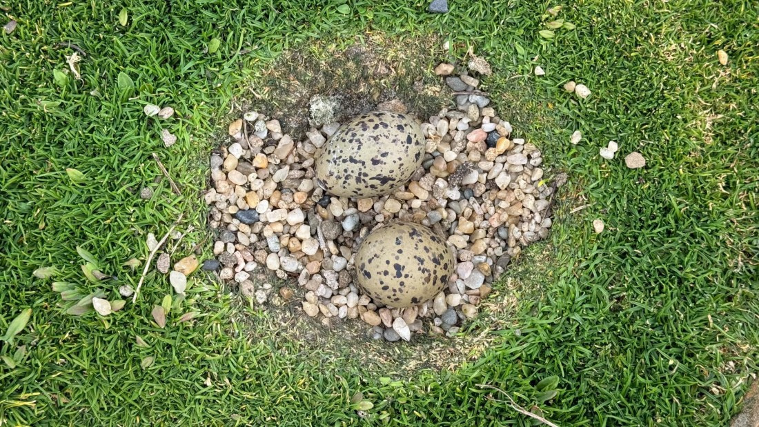 PLA20-24, Day 5, 20241022-IMG_3760 © Unknown photographer - Oceanwide Expeditions.jpg