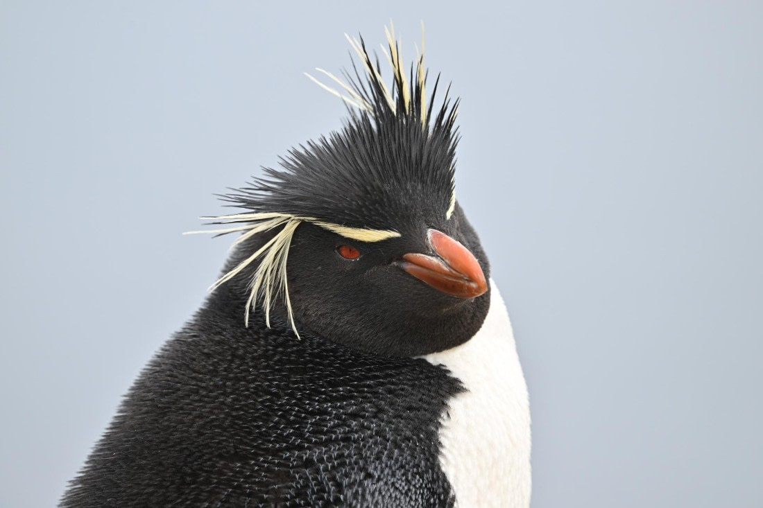 PLA20-24, Day 5, AY8_0122_20241022_6813 © Yves Adams - Oceanwide Expeditions.JPG