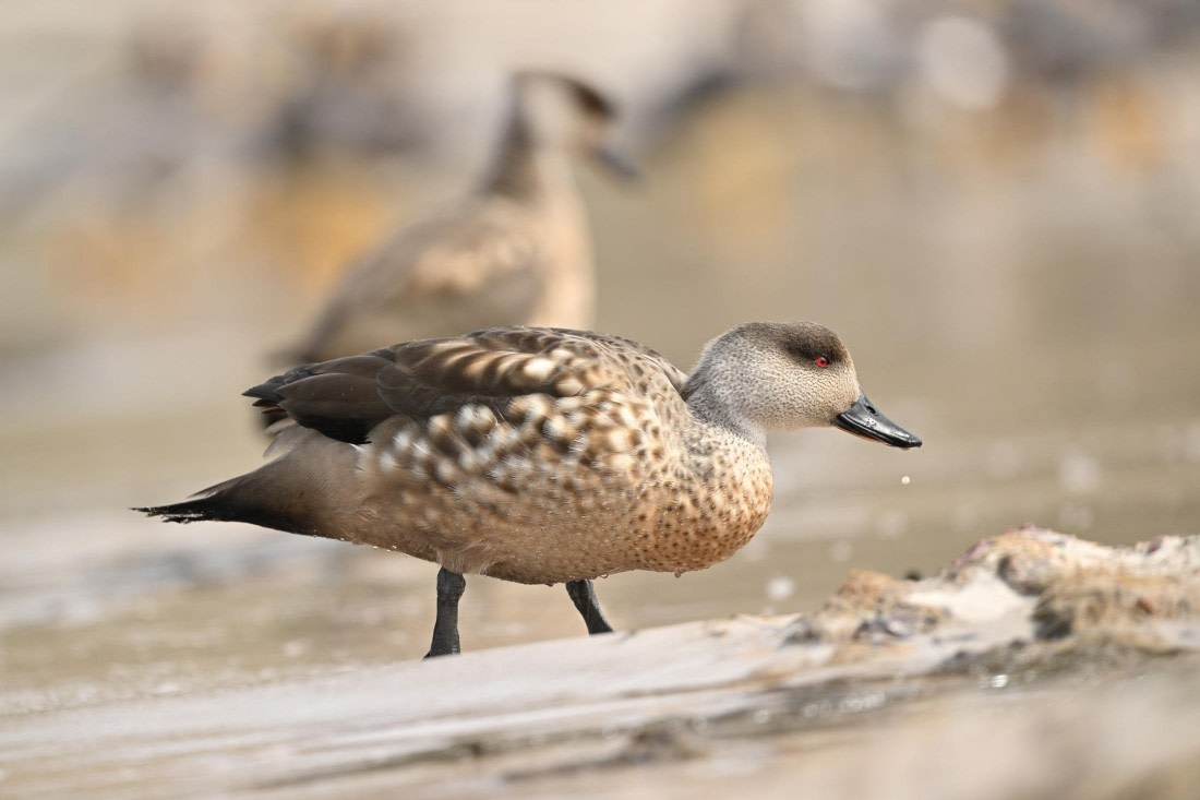 PLA20-24, Day 5, AY8_0865_20241022_6815 © Yves Adams - Oceanwide Expeditions.JPG