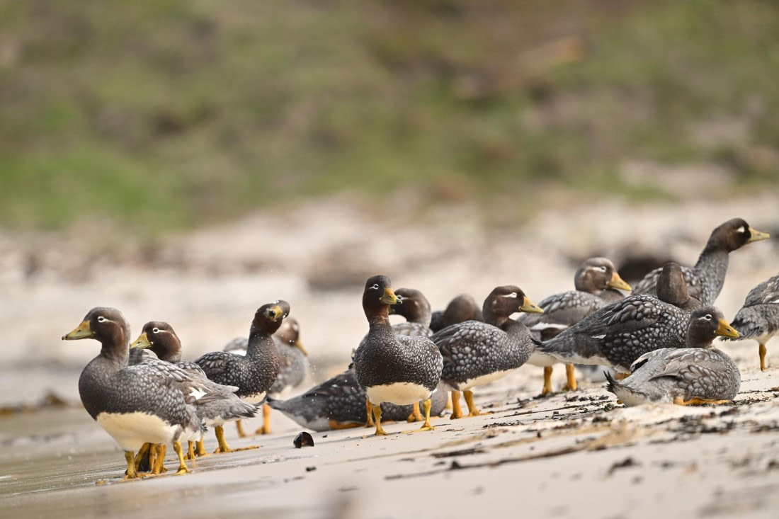 PLA20-24, Day 5, AY8_0937_20241022_6816 © Yves Adams - Oceanwide Expeditions.JPG