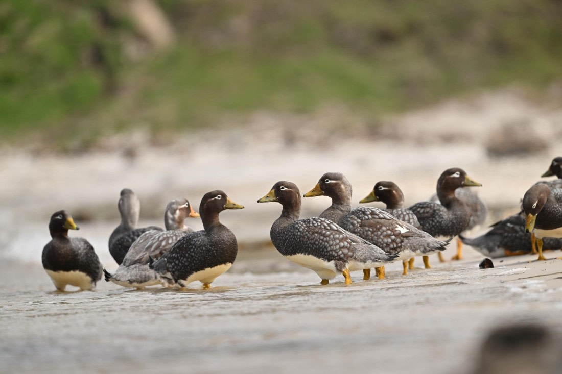 PLA20-24, Day 5, AY8_0970_20241022_6817 © Yves Adams - Oceanwide Expeditions.JPG