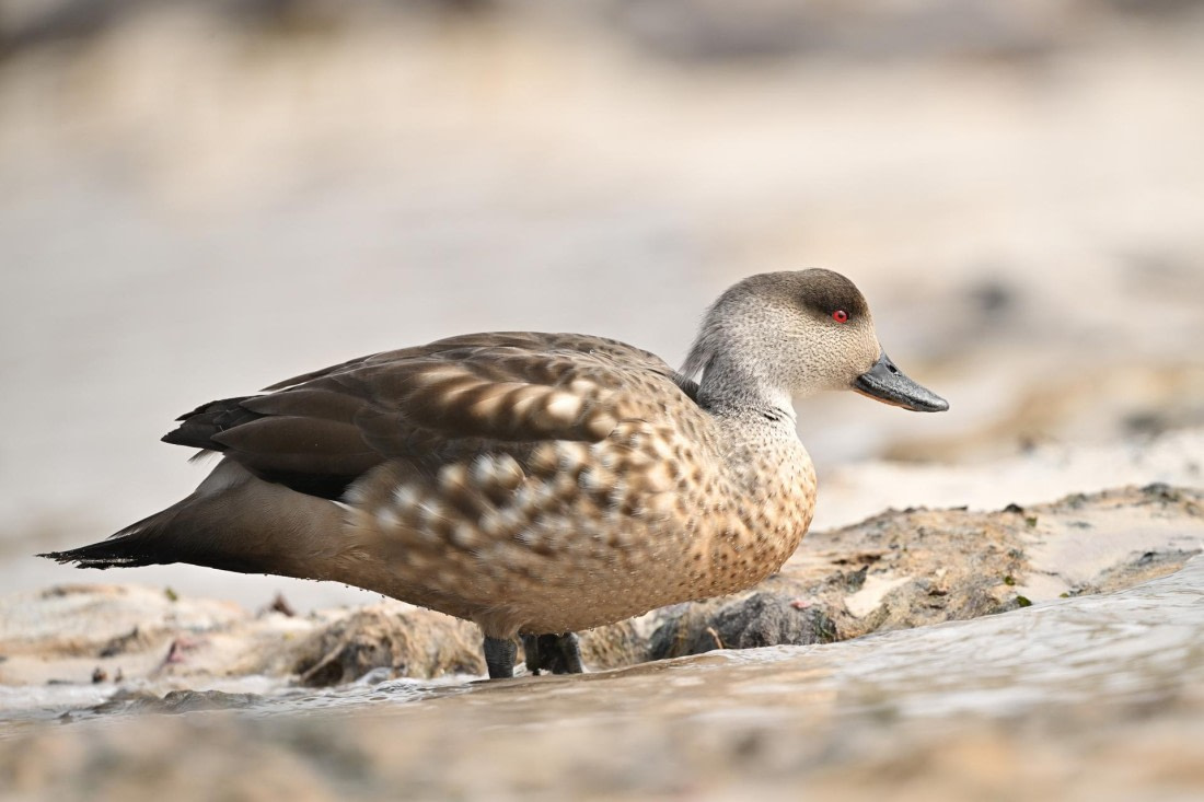 PLA20-24, Day 5, AY8_1030_20241022_6818 © Yves Adams - Oceanwide Expeditions.JPG