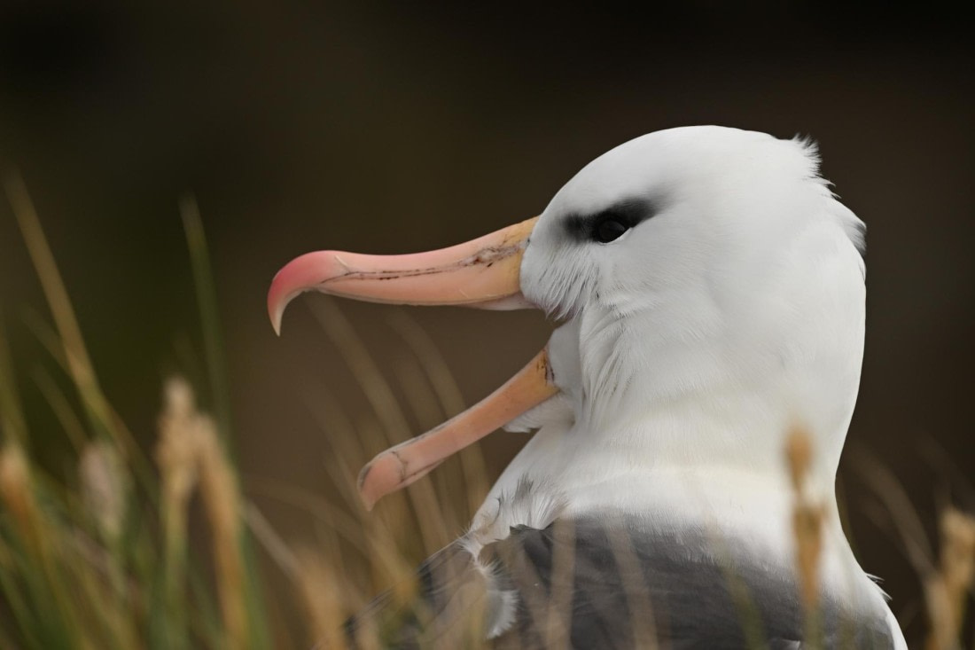 PLA20-24, Day 5, AY8_1126_20241022_6820 © Yves Adams - Oceanwide Expeditions.JPG