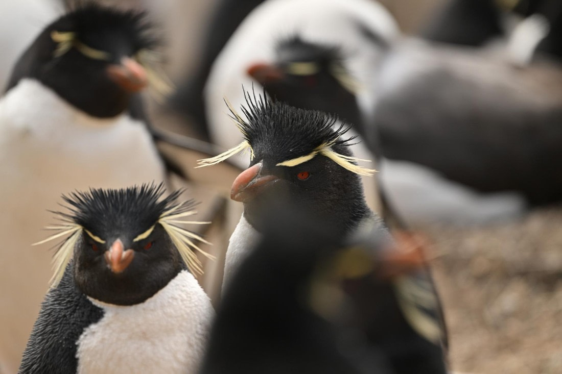 PLA20-24, Day 5, AY8_1191_20241022_6822 © Yves Adams - Oceanwide Expeditions.JPG