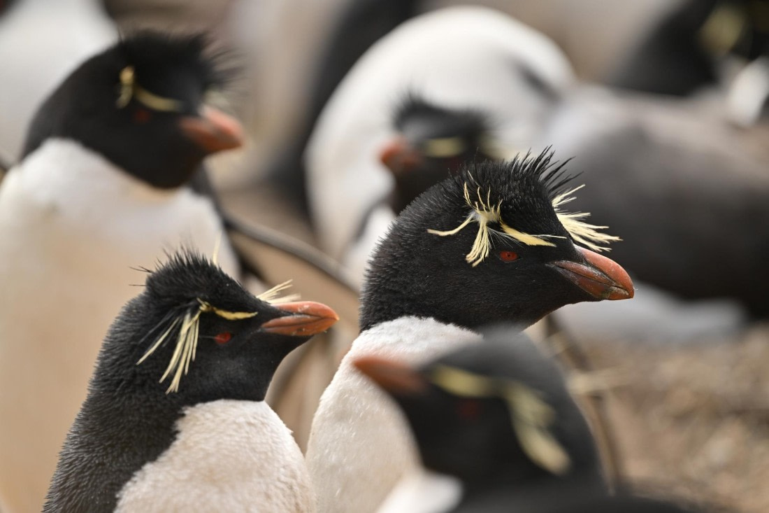 PLA20-24, Day 5, AY8_1227_20241022_6823 © Yves Adams - Oceanwide Expeditions.JPG