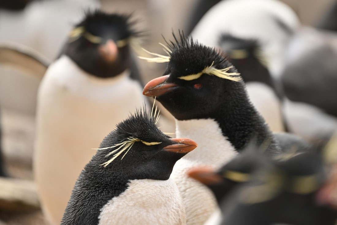 PLA20-24, Day 5, AY8_1277_20241022_6824 © Yves Adams - Oceanwide Expeditions.JPG