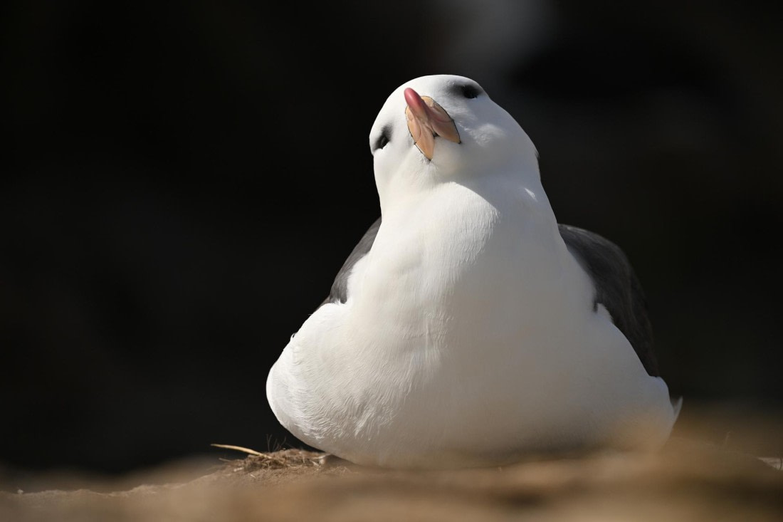 PLA20-24, Day 5, AY8_1507_20241022_6825 © Yves Adams - Oceanwide Expeditions.JPG