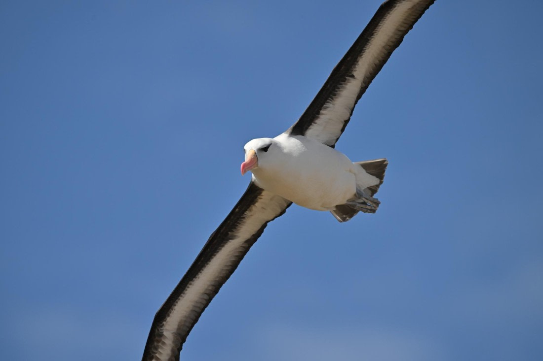 PLA20-24, Day 5, AY8_1617_20241022_6826 © Yves Adams - Oceanwide Expeditions.JPG