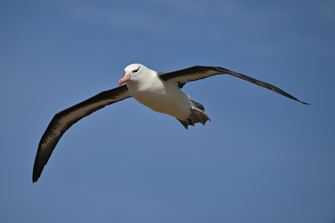 PLA20-24, Day 5, AY8_1711_20241022_6828 © Yves Adams - Oceanwide Expeditions.JPG