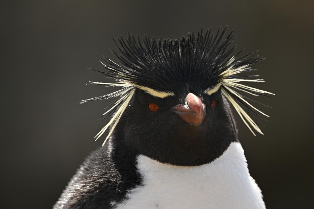 PLA20-24, Day 5, AY8_1984_20241022_6831 © Yves Adams - Oceanwide Expeditions.JPG