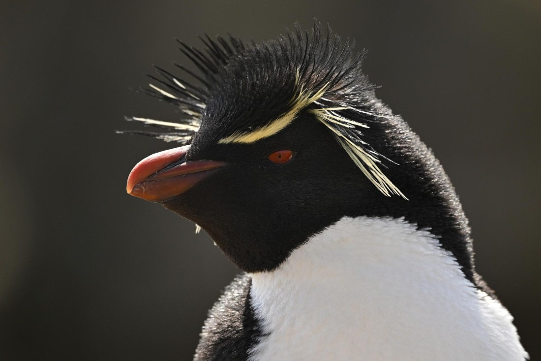 PLA20-24, Day 5, AY8_2008_20241022_6832 © Yves Adams - Oceanwide Expeditions.JPG