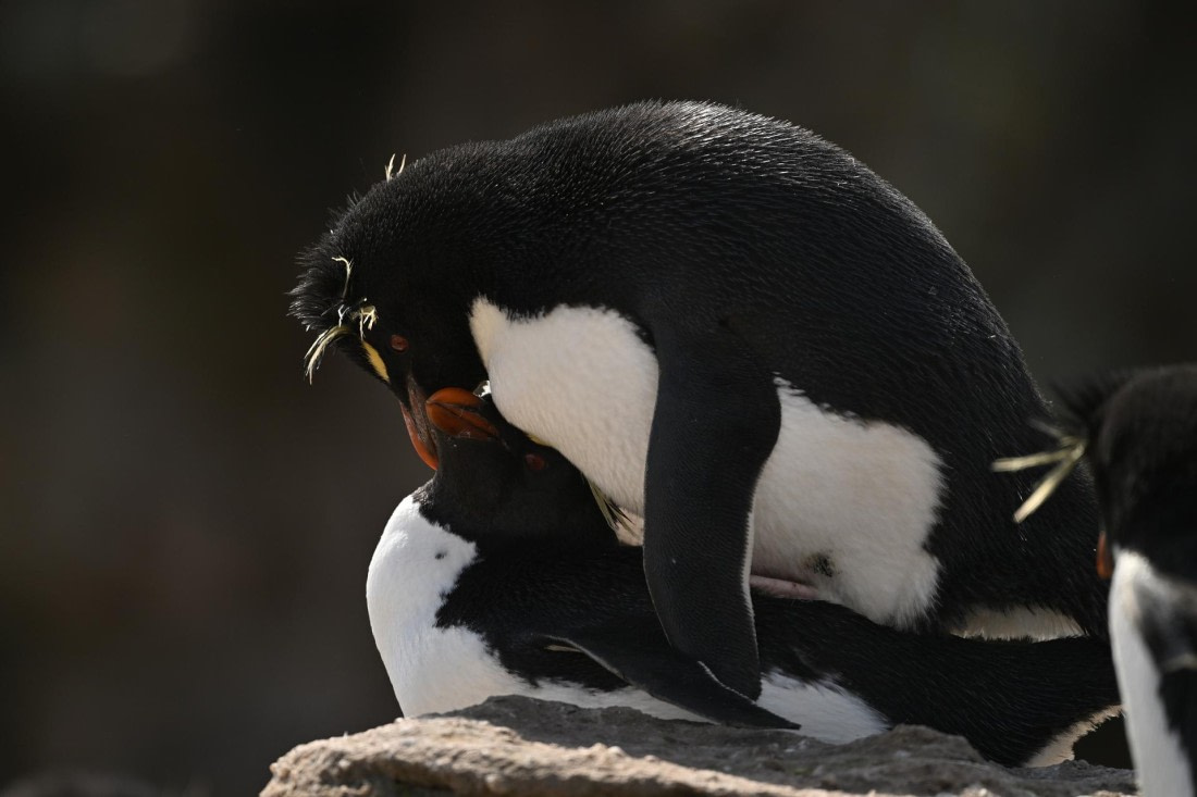 PLA20-24, Day 5, AY8_2365_20241022_6834 © Yves Adams - Oceanwide Expeditions.JPG