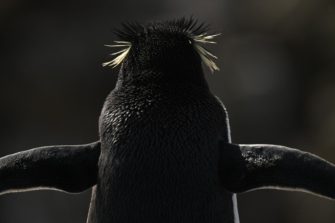 PLA20-24, Day 5, AY8_2610_20241022_6836 © Yves Adams - Oceanwide Expeditions.JPG