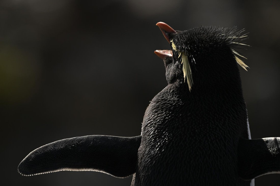 PLA20-24, Day 5, AY8_2640_20241022_6837 © Yves Adams - Oceanwide Expeditions.JPG