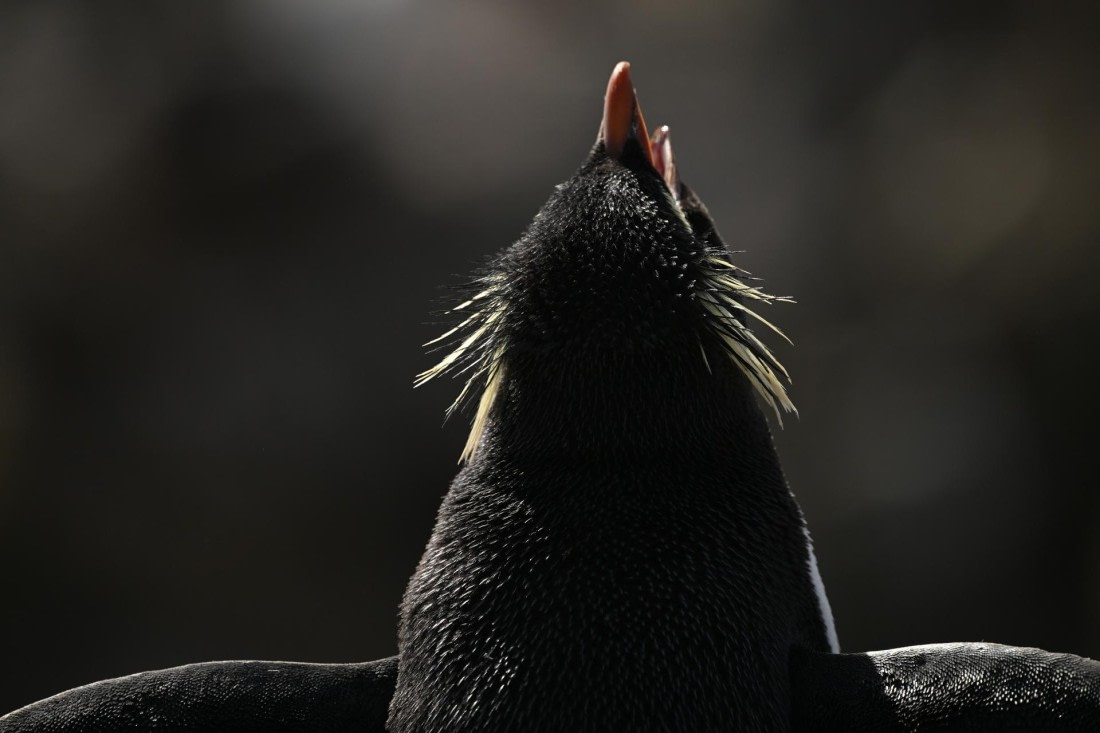 PLA20-24, Day 5, AY8_2708_20241022_6838 © Yves Adams - Oceanwide Expeditions.JPG