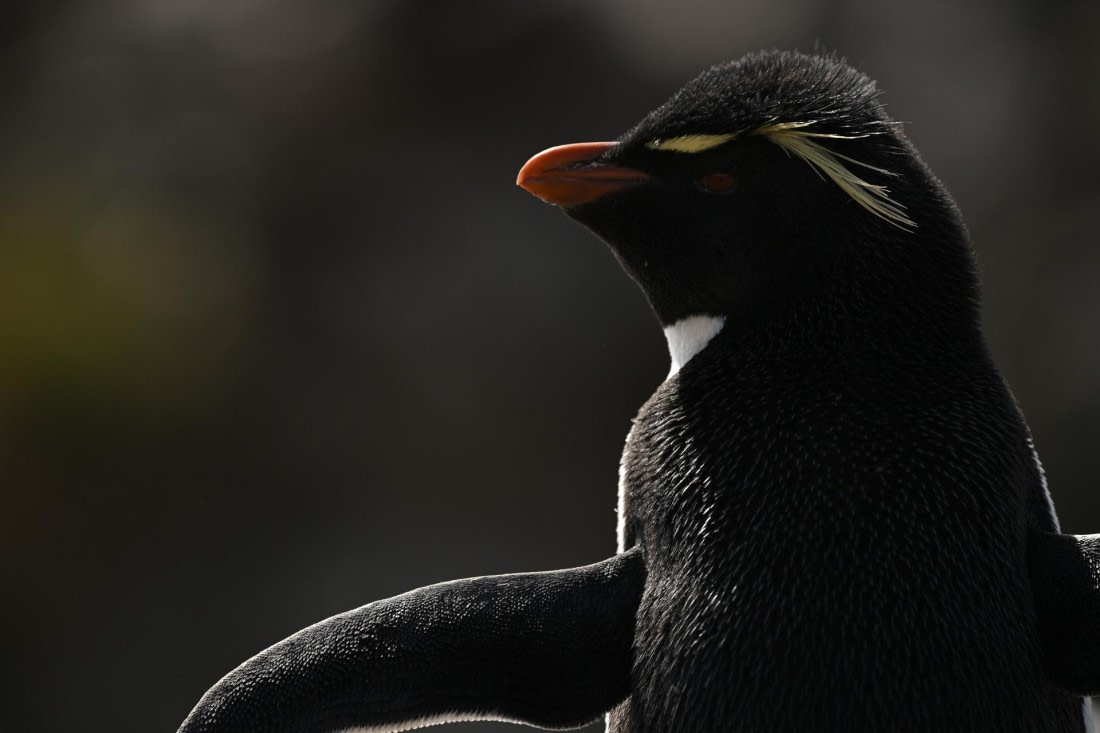 PLA20-24, Day 5, AY8_2729_20241022_6839 © Yves Adams - Oceanwide Expeditions.JPG