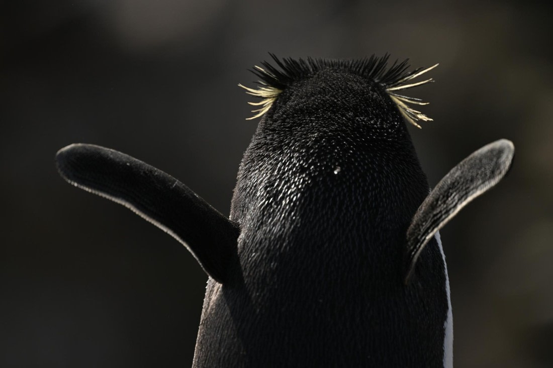 PLA20-24, Day 5, AY8_2988_20241022_6841 © Yves Adams - Oceanwide Expeditions.JPG