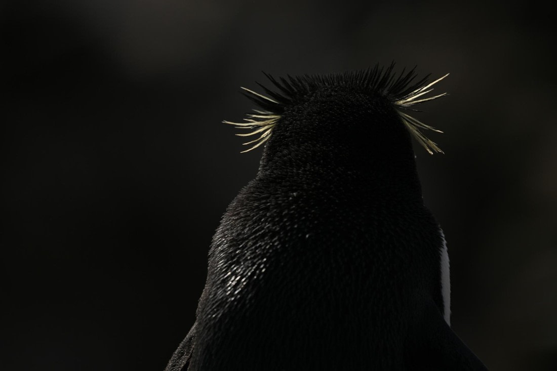 PLA20-24, Day 5, AY8_3096_20241022_6842 © Yves Adams - Oceanwide Expeditions.JPG