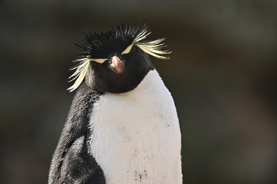 PLA20-24, Day 5, AY8_3173_20241022_6843 © Yves Adams - Oceanwide Expeditions.JPG