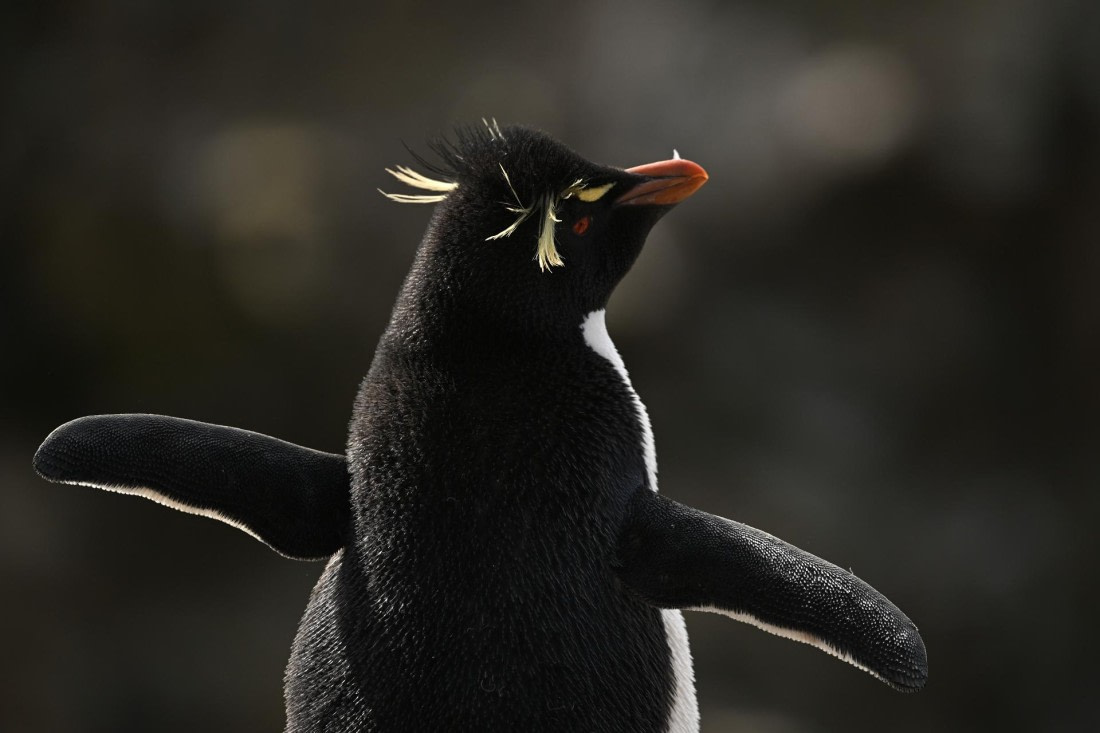PLA20-24, Day 5, AY8_3419_20241022_6844 © Yves Adams - Oceanwide Expeditions.JPG