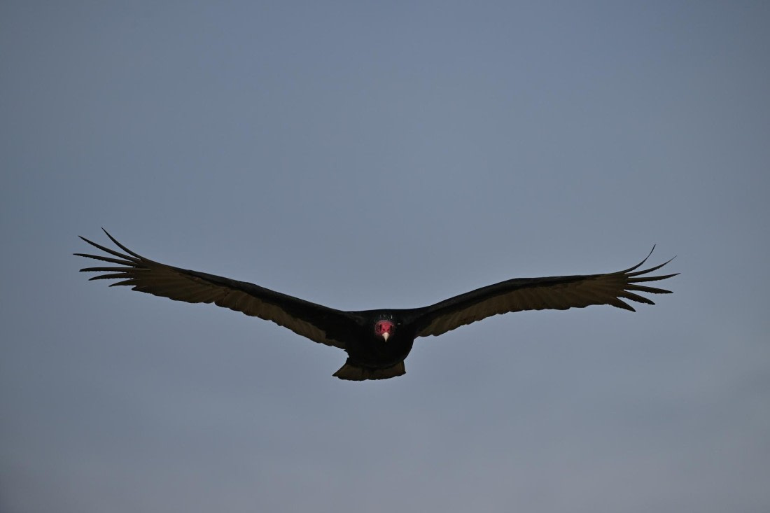 PLA20-24, Day 5, AY8_3513_20241022_6845 © Yves Adams - Oceanwide Expeditions.JPG