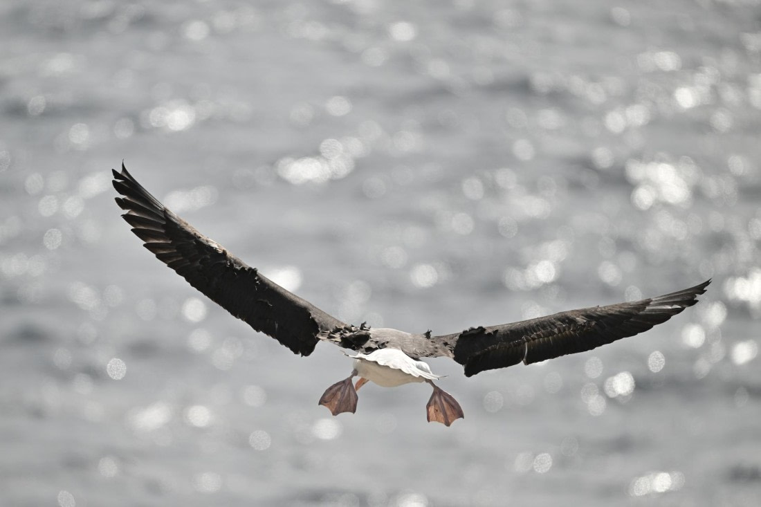 PLA20-24, Day 5, AY8_3652_20241022_6846 © Yves Adams - Oceanwide Expeditions.JPG