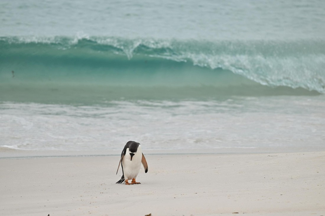 PLA20-24, Day 5, AY8_4060_20241022_6850 © Yves Adams - Oceanwide Expeditions.JPG