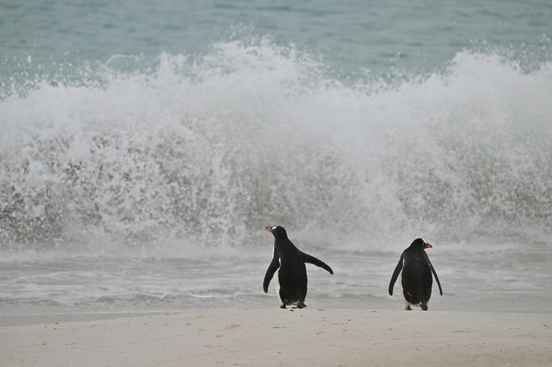 PLA20-24, Day 5, AY8_4164_20241022_6851 © Yves Adams - Oceanwide Expeditions.JPG