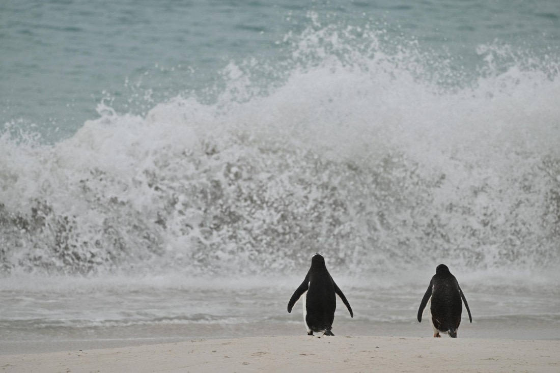 PLA20-24, Day 5, AY8_4168_20241022_6852 © Yves Adams - Oceanwide Expeditions.JPG