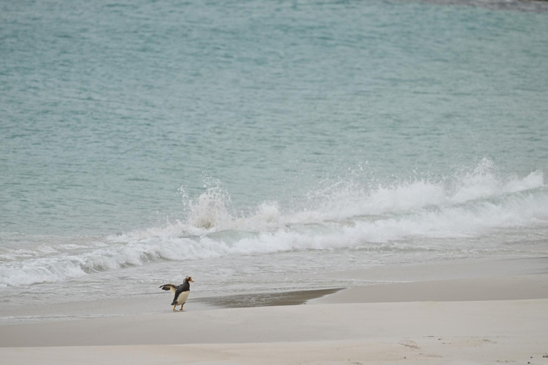 PLA20-24, Day 5, AY8_4185_20241022_6853 © Yves Adams - Oceanwide Expeditions.JPG
