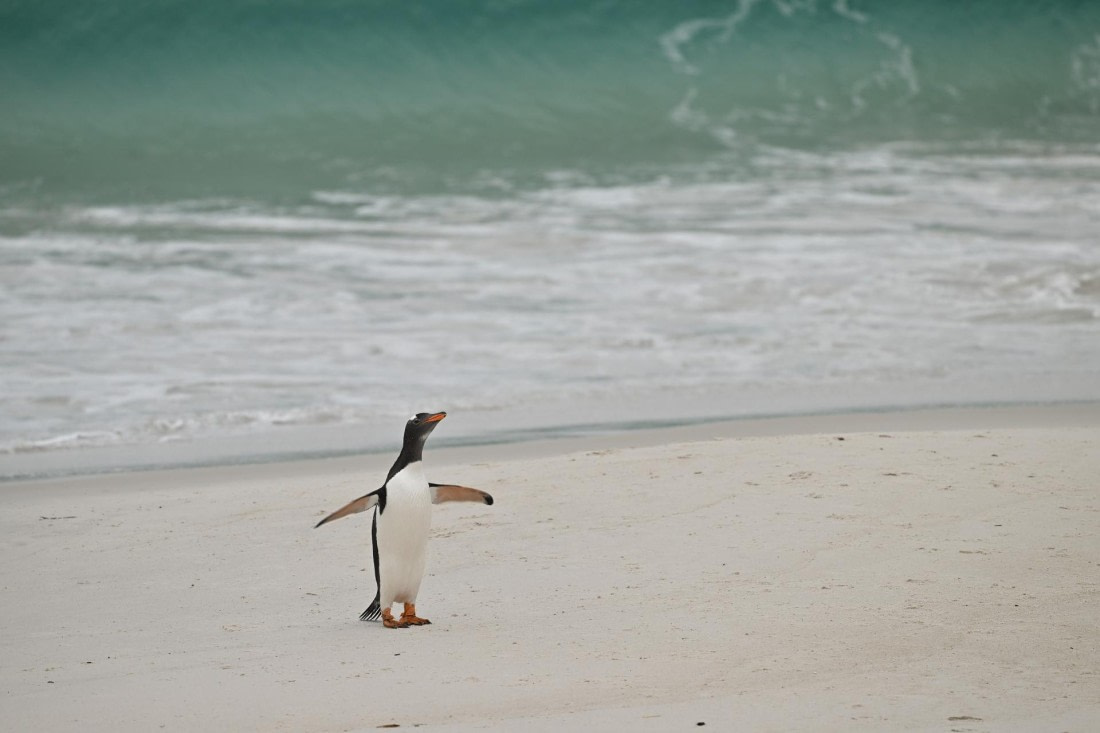 PLA20-24, Day 5, AY8_4247_20241022_6855 © Yves Adams - Oceanwide Expeditions.JPG