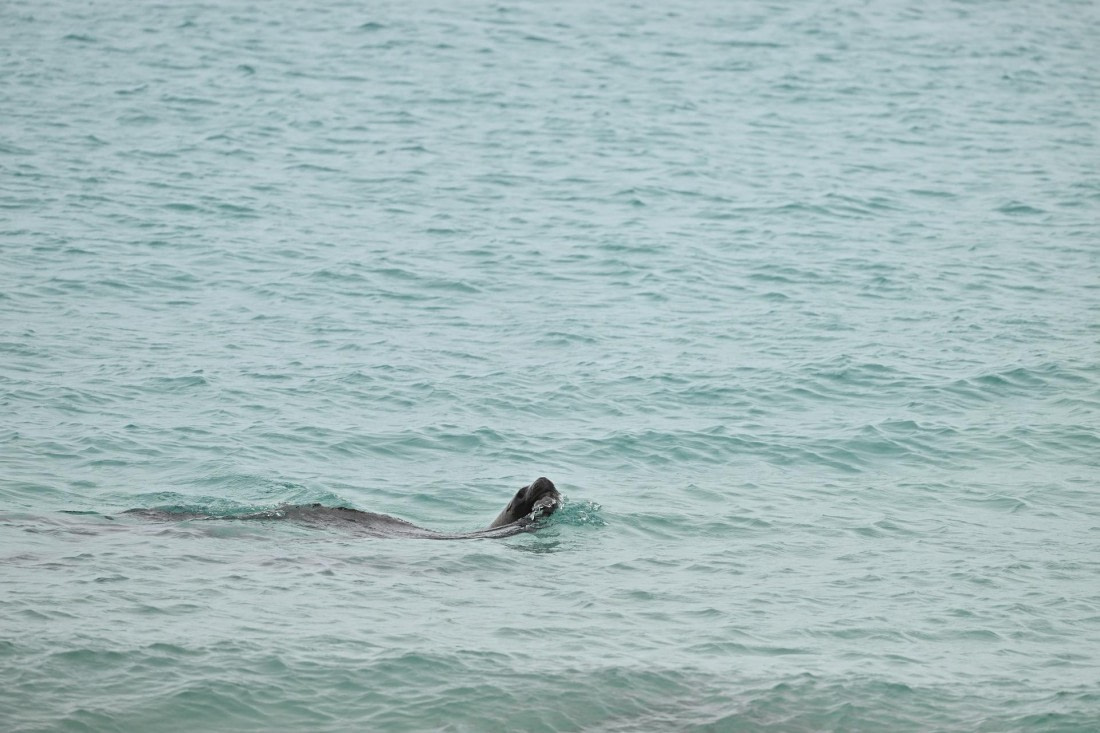 PLA20-24, Day 5, AY8_4388_20241022_6856 © Yves Adams - Oceanwide Expeditions.JPG