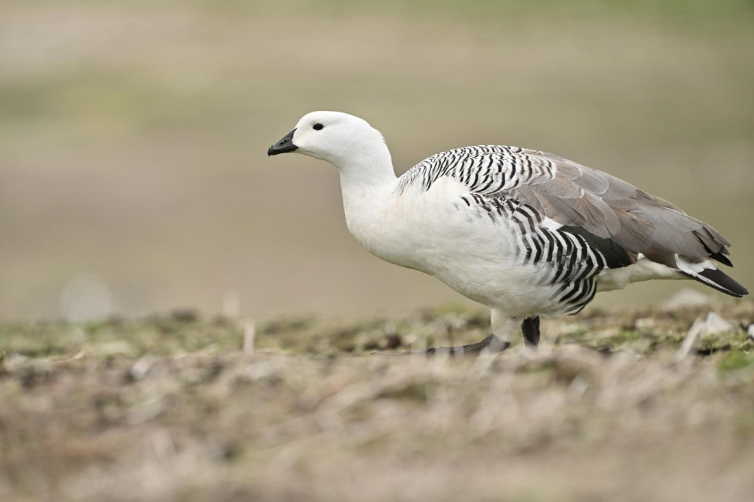 PLA20-24, Day 5, AY8_4463_20241022_6857 © Yves Adams - Oceanwide Expeditions.JPG