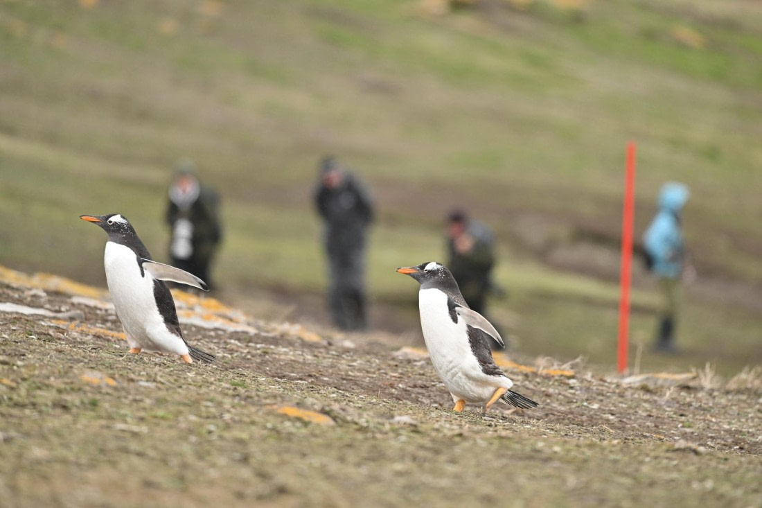 PLA20-24, Day 5, AY8_4609_20241022_6858 © Yves Adams - Oceanwide Expeditions.JPG