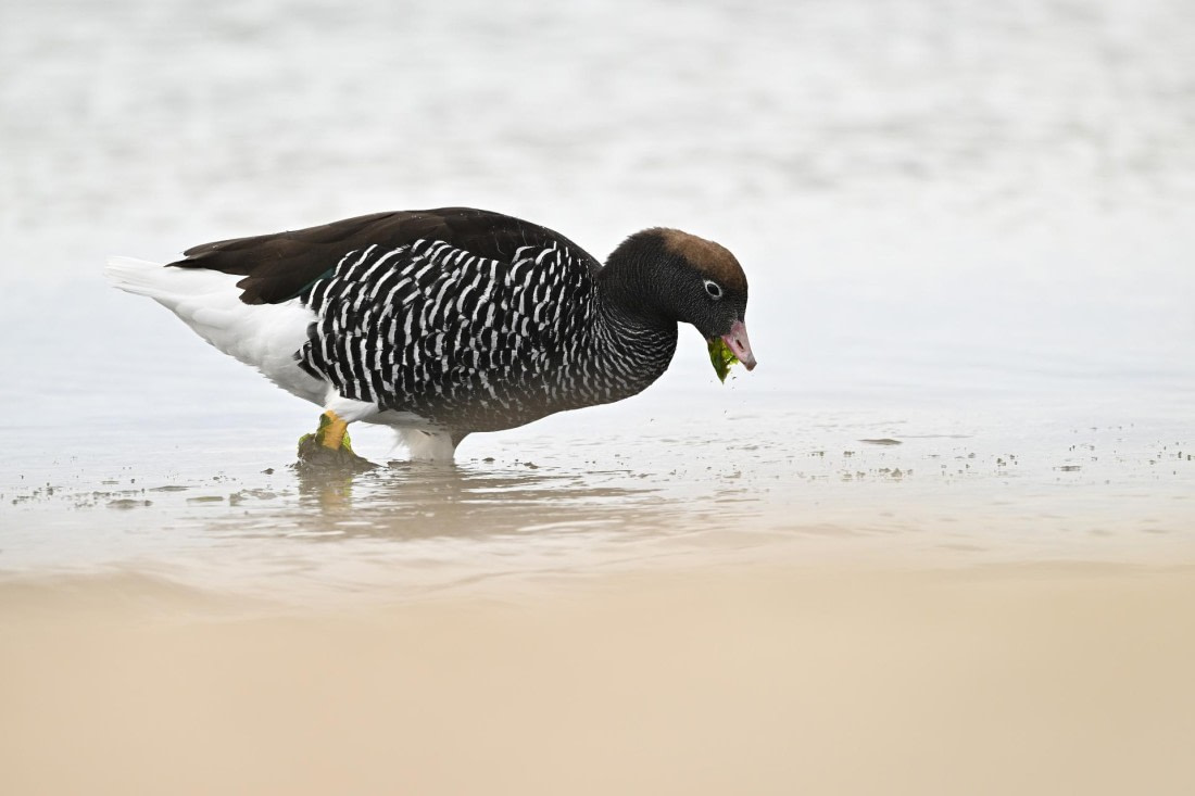 PLA20-24, Day 5, AY8_5042_20241022_6761 © Yves Adams - Oceanwide Expeditions.JPG