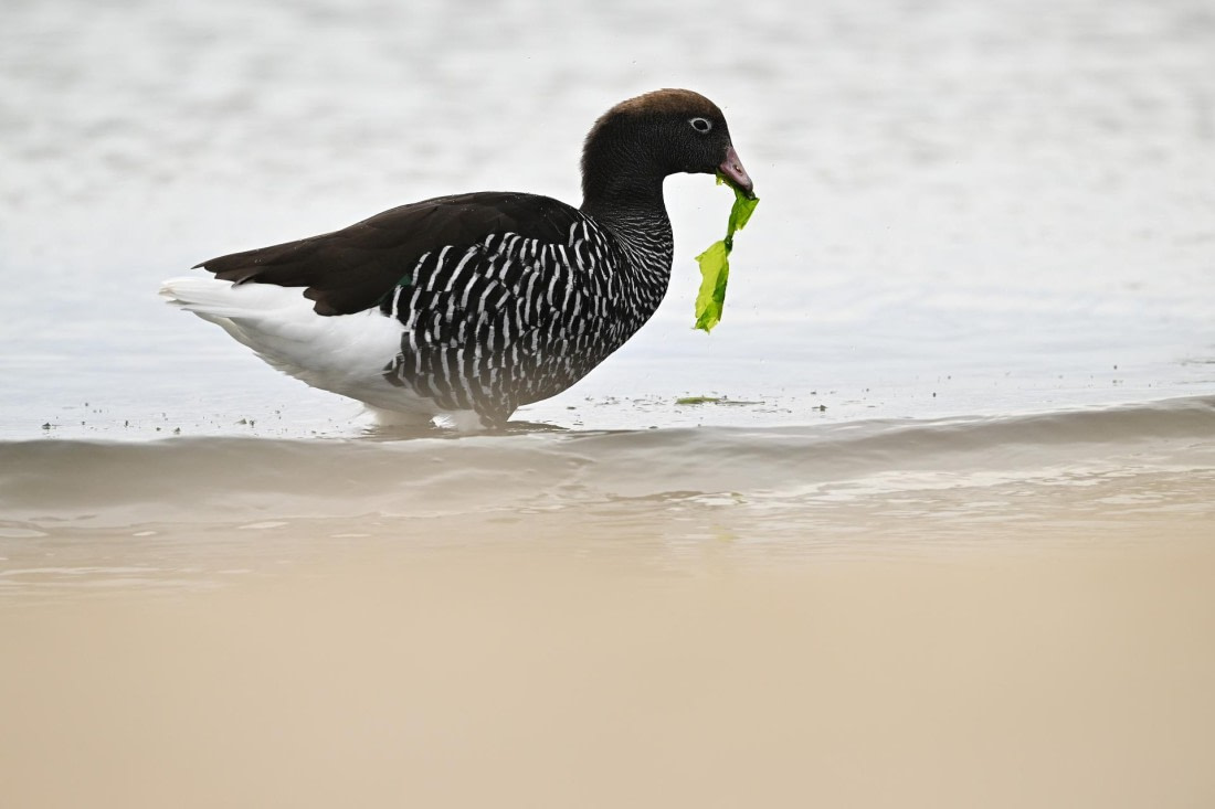 PLA20-24, Day 5, AY8_5061_20241022_6764 © Yves Adams - Oceanwide Expeditions.JPG