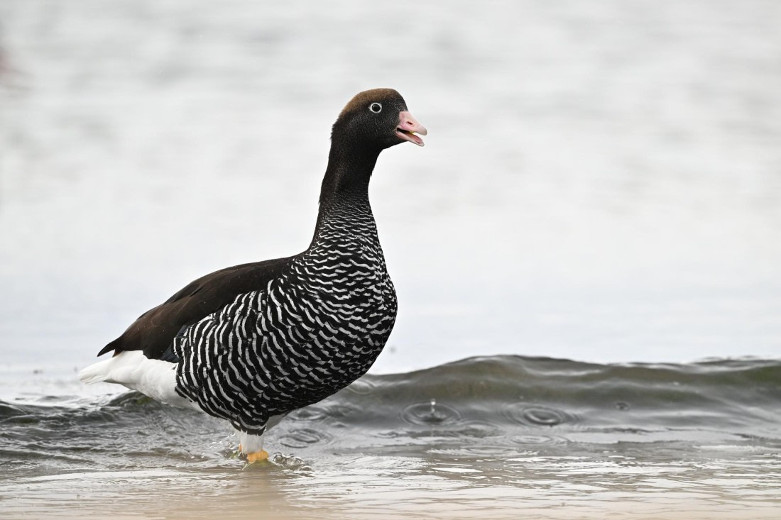 PLA20-24, Day 5, AY8_5135_20241022_6765 © Yves Adams - Oceanwide Expeditions.JPG