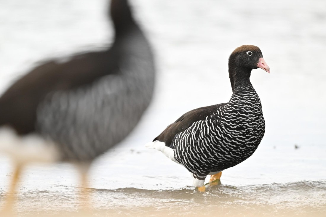 PLA20-24, Day 5, AY8_5162_20241022_6766 © Yves Adams - Oceanwide Expeditions.JPG