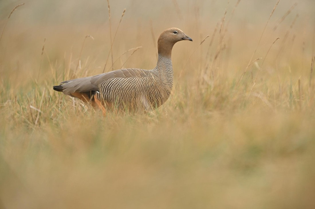 PLA20-24, Day 5, AY8_5380_20241022_6767 © Yves Adams - Oceanwide Expeditions.JPG